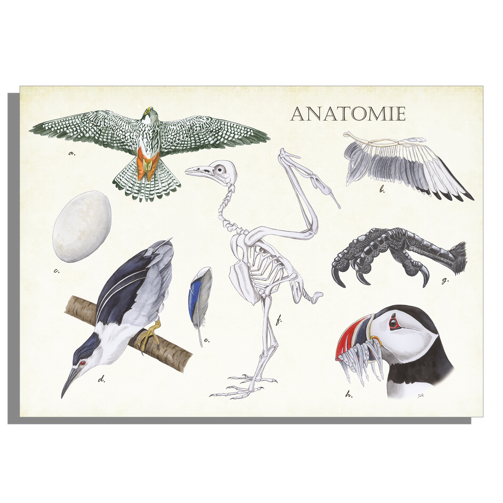 Inductieplaatbeschermer "Anatomie Birds"