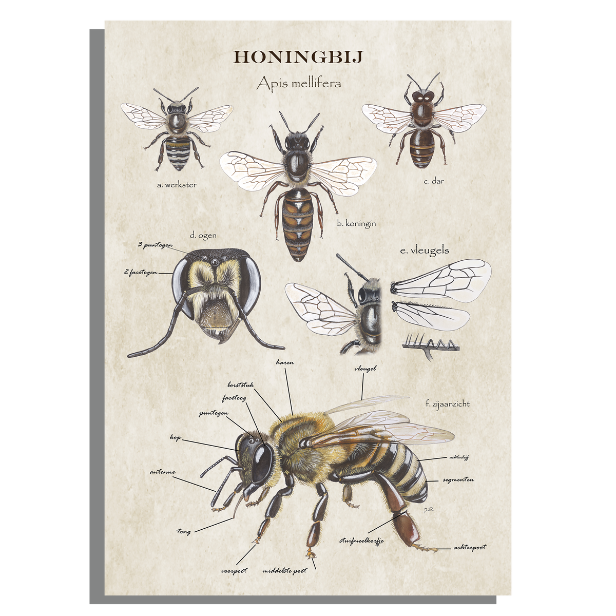 Schoolplaat "Anatomie van de honingbij"