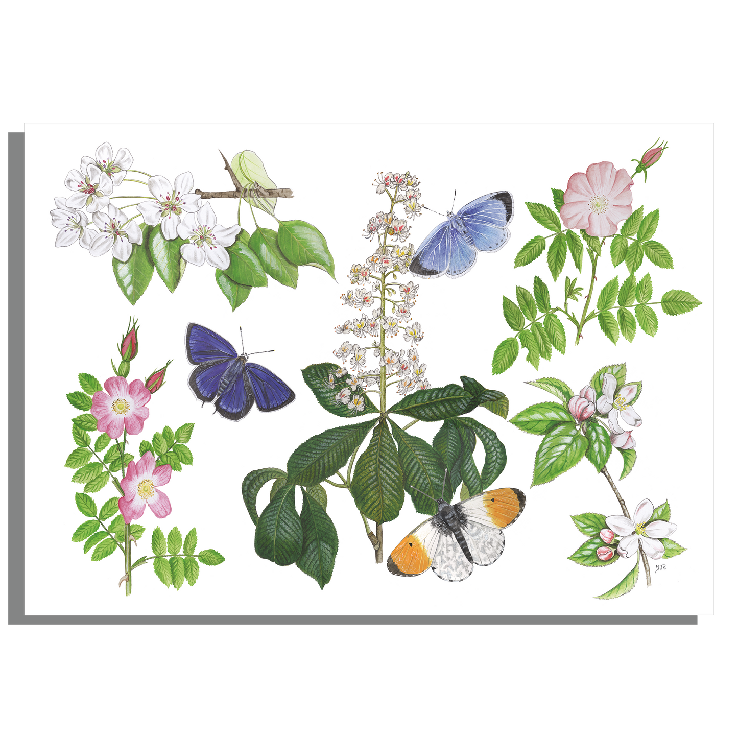 Inductieplaatbeschermer "Bloesems en haar vlinders"