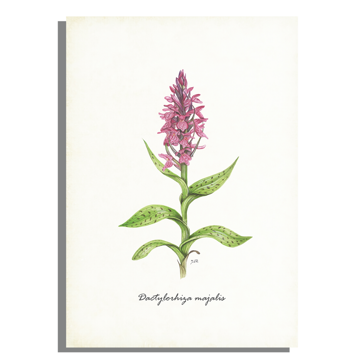 Schoolplaat "Brede orchis"