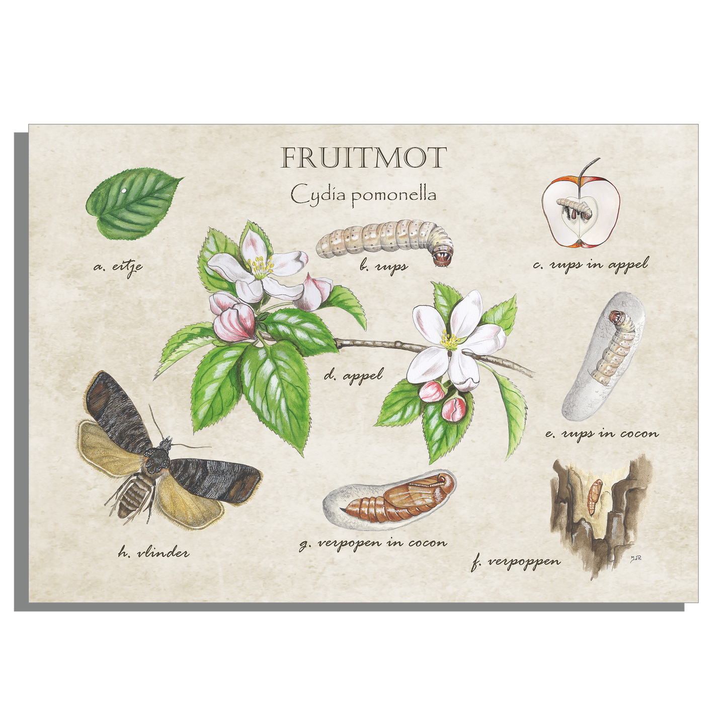 Muismat "Fruitmot, het leven van"