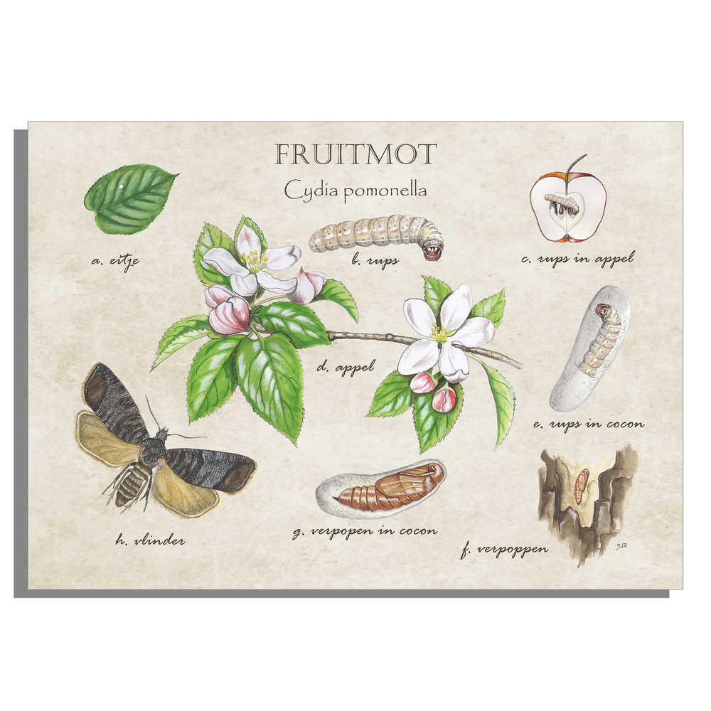 Muismat "Fruitmot, het leven van"