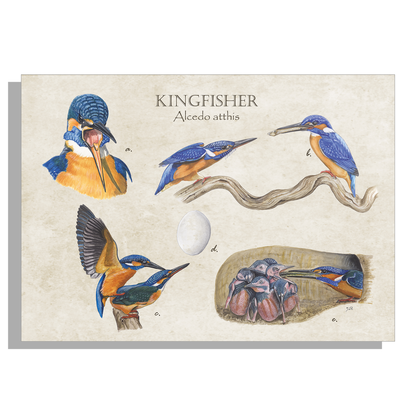 Inductieplaatbeschermer "Kingfisher"