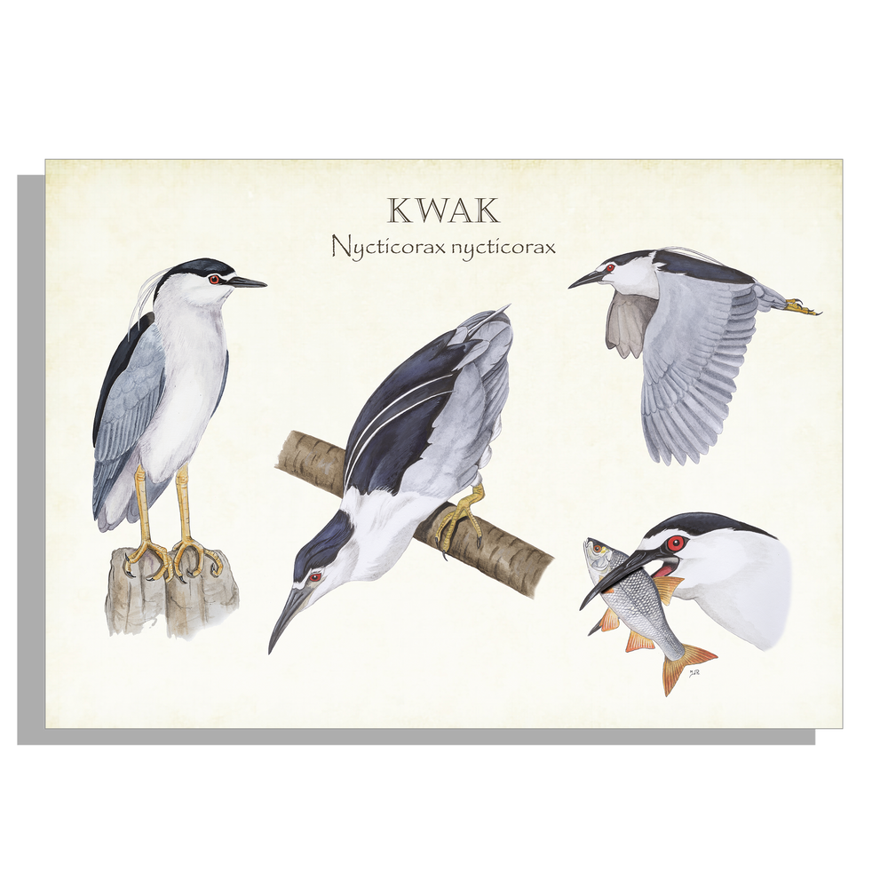 Inductieplaatbeschermer "Kwak, het leven van"