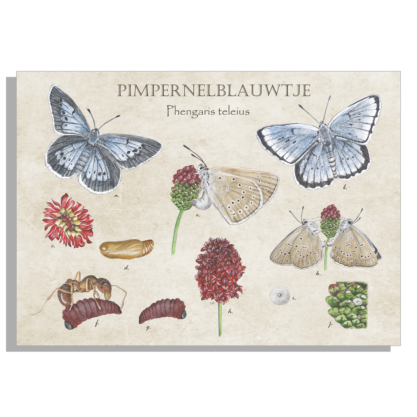Muismat "Pimpernelblauwtje, het leven van"
