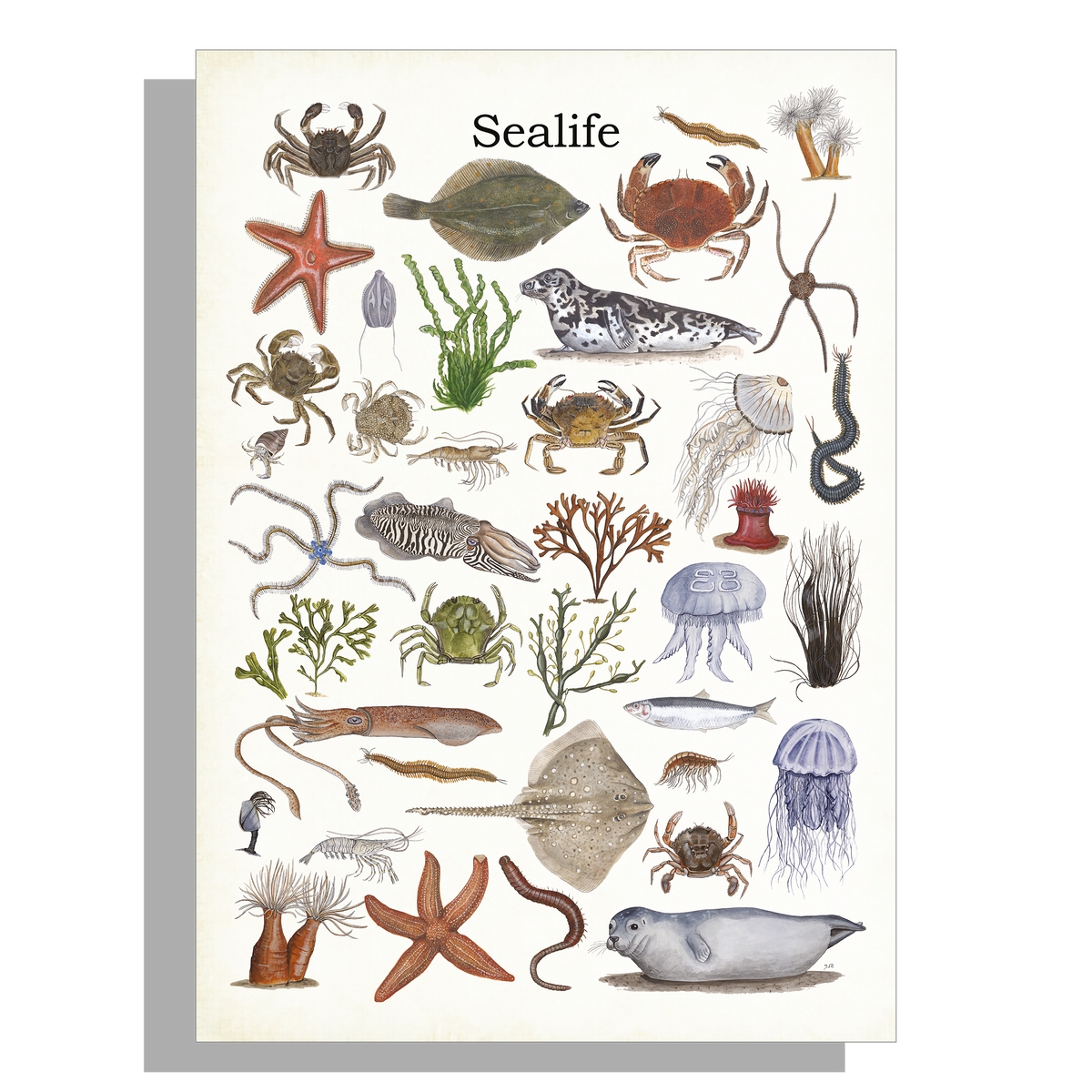 Schoolplaat "Sealife"