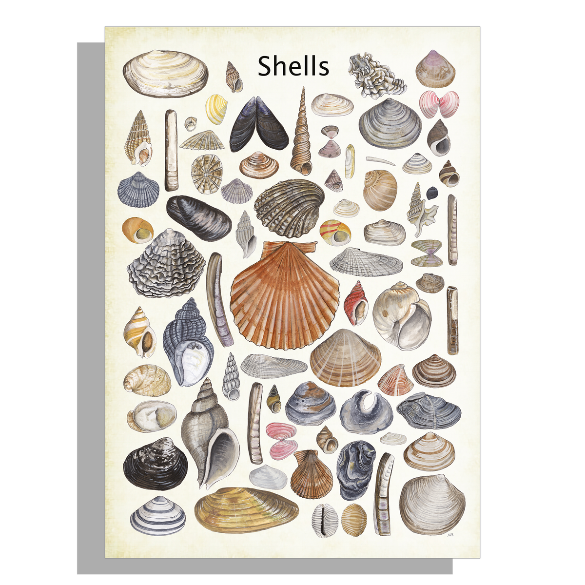 Schoolplaat "Shells"