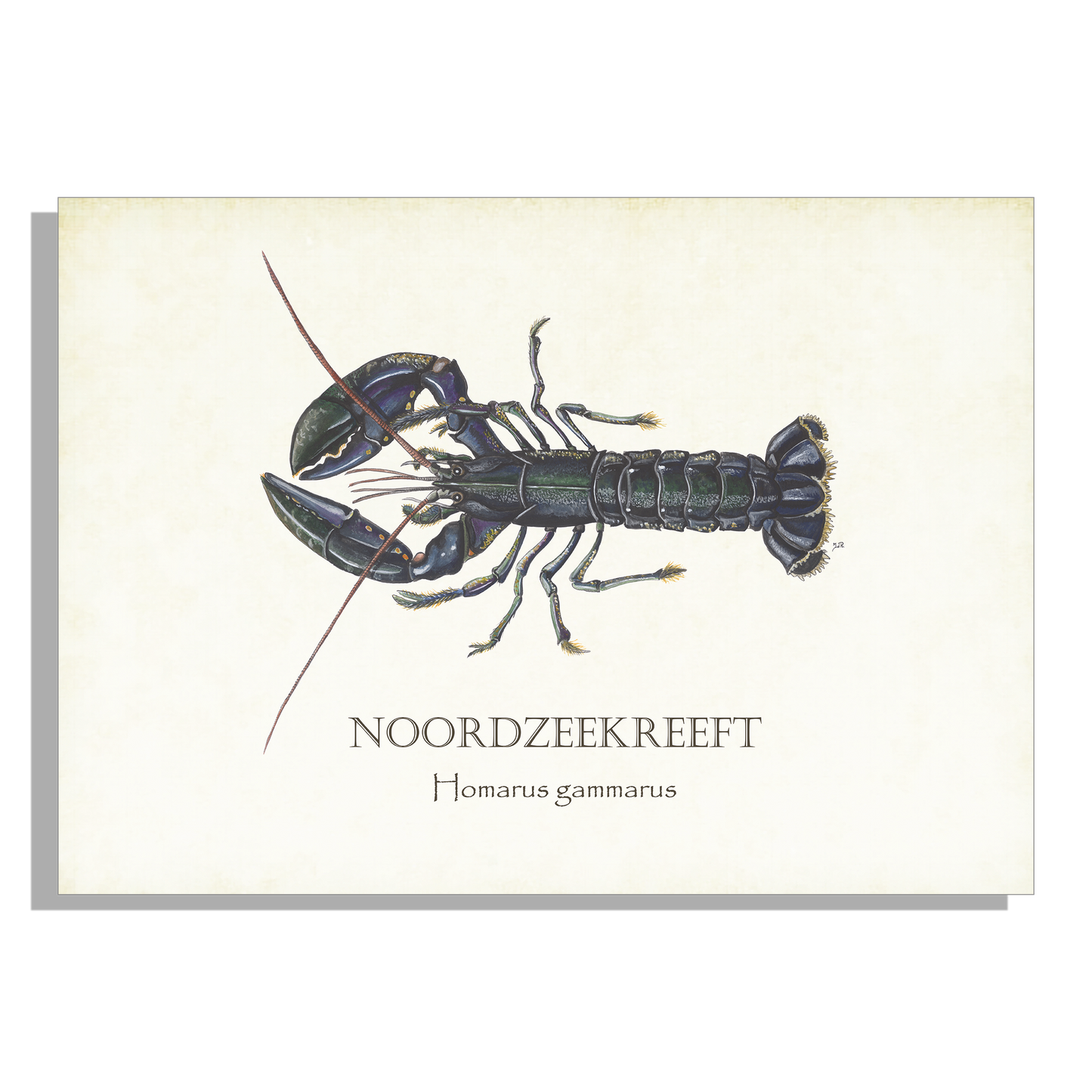 Muismat "Noordzeekreeft"