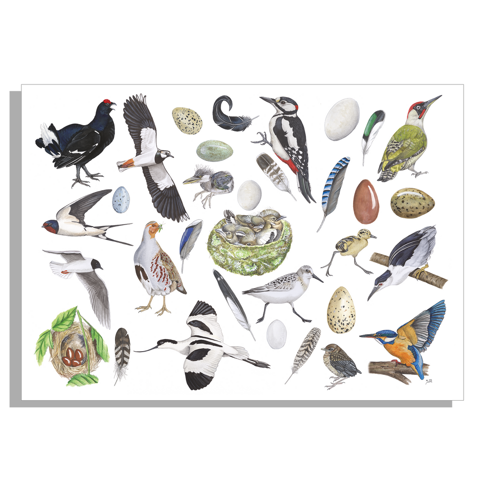 Muismat "Vogels, het leven van"