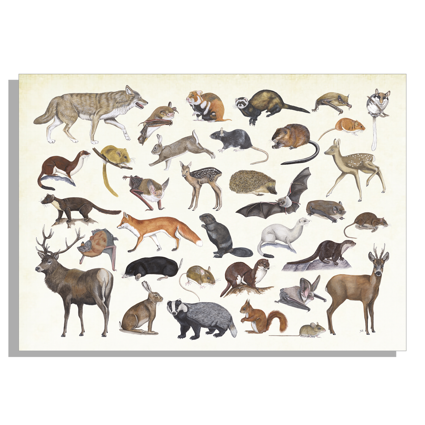 Muismat "Zoogdieren"