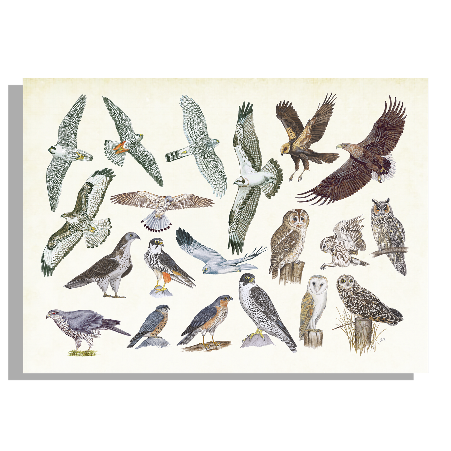 Muismat "Roofvogels en uilen"