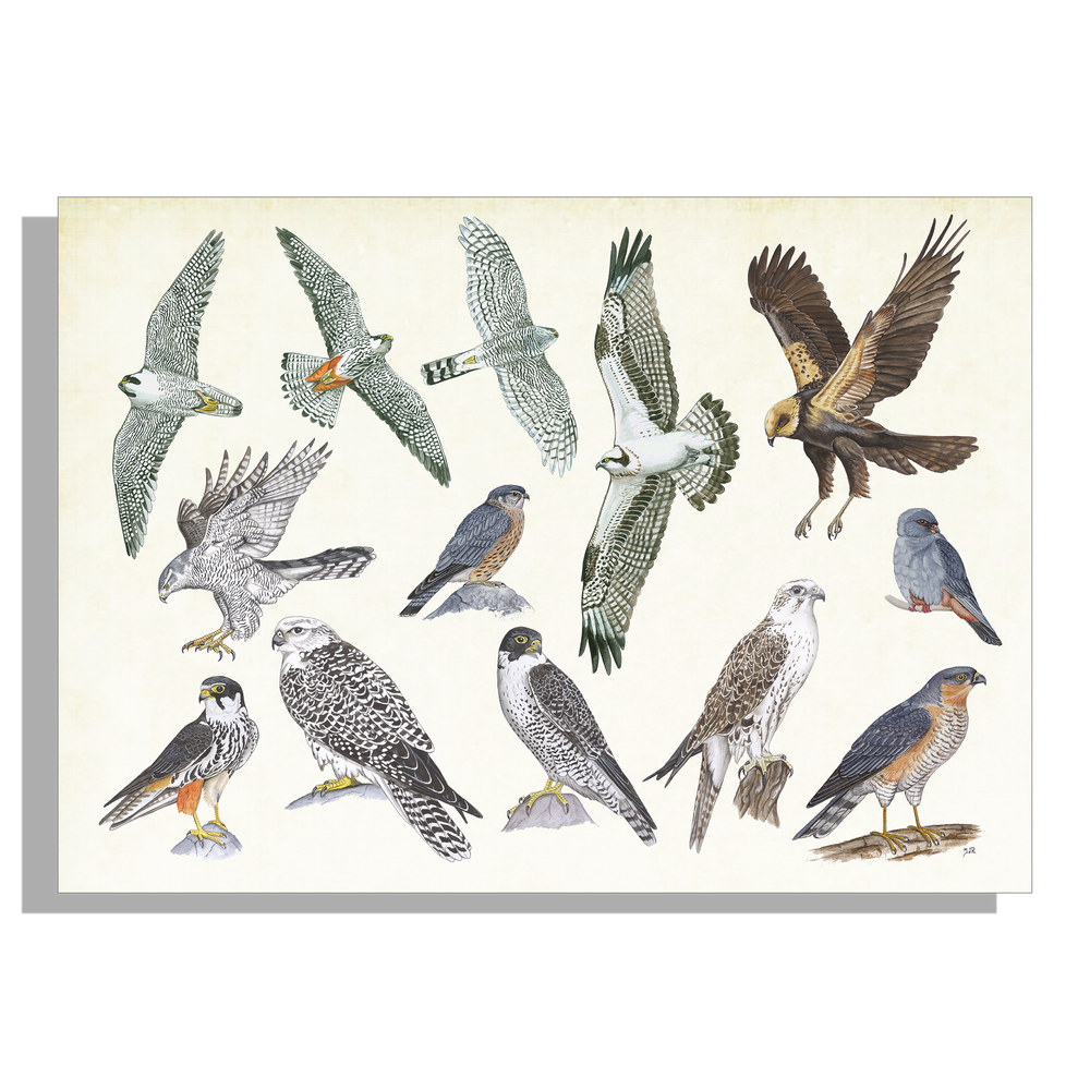 Inductieplaatbeschermer "Roofvogels"