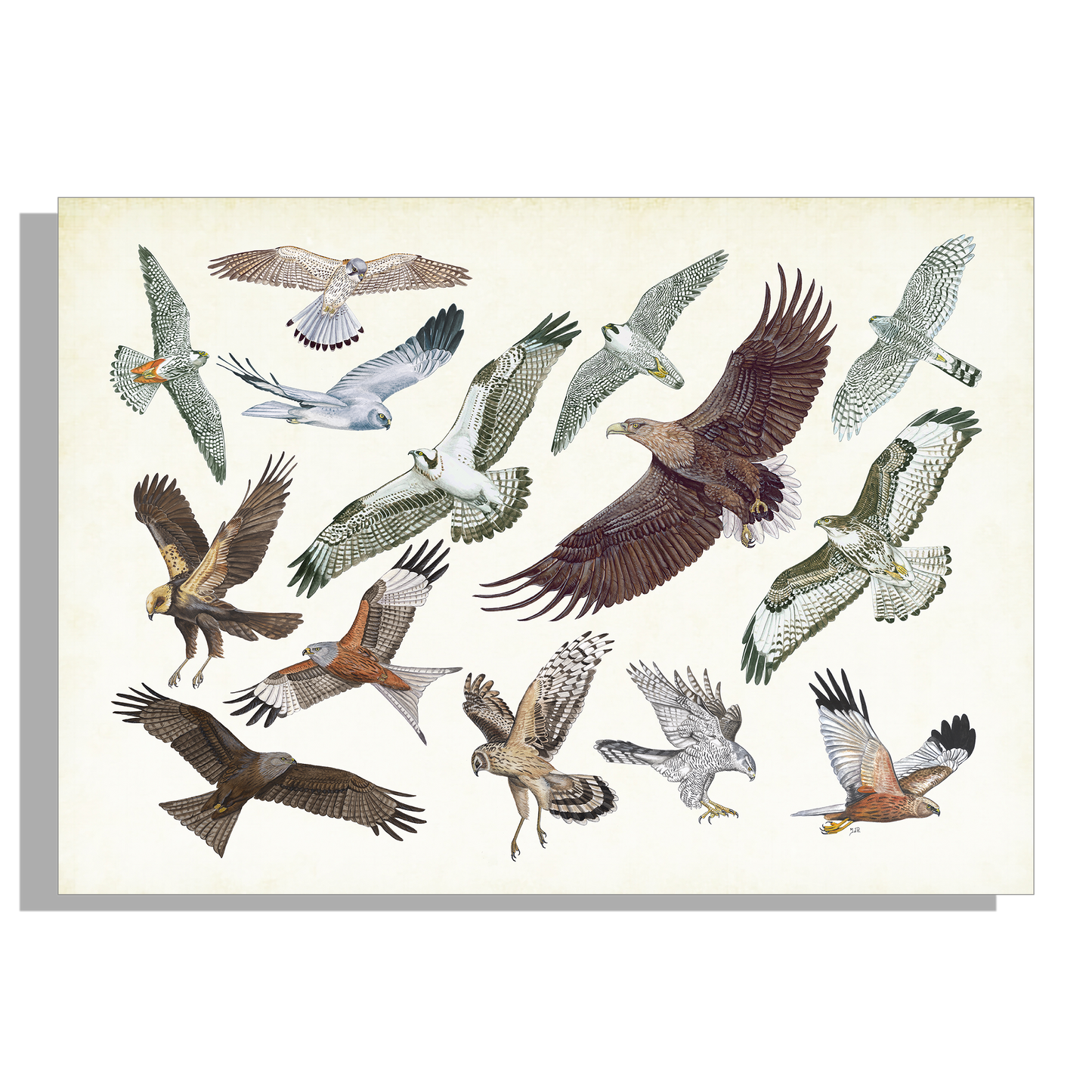 Inductieplaatbeschermer "Roofvogels in vlucht"