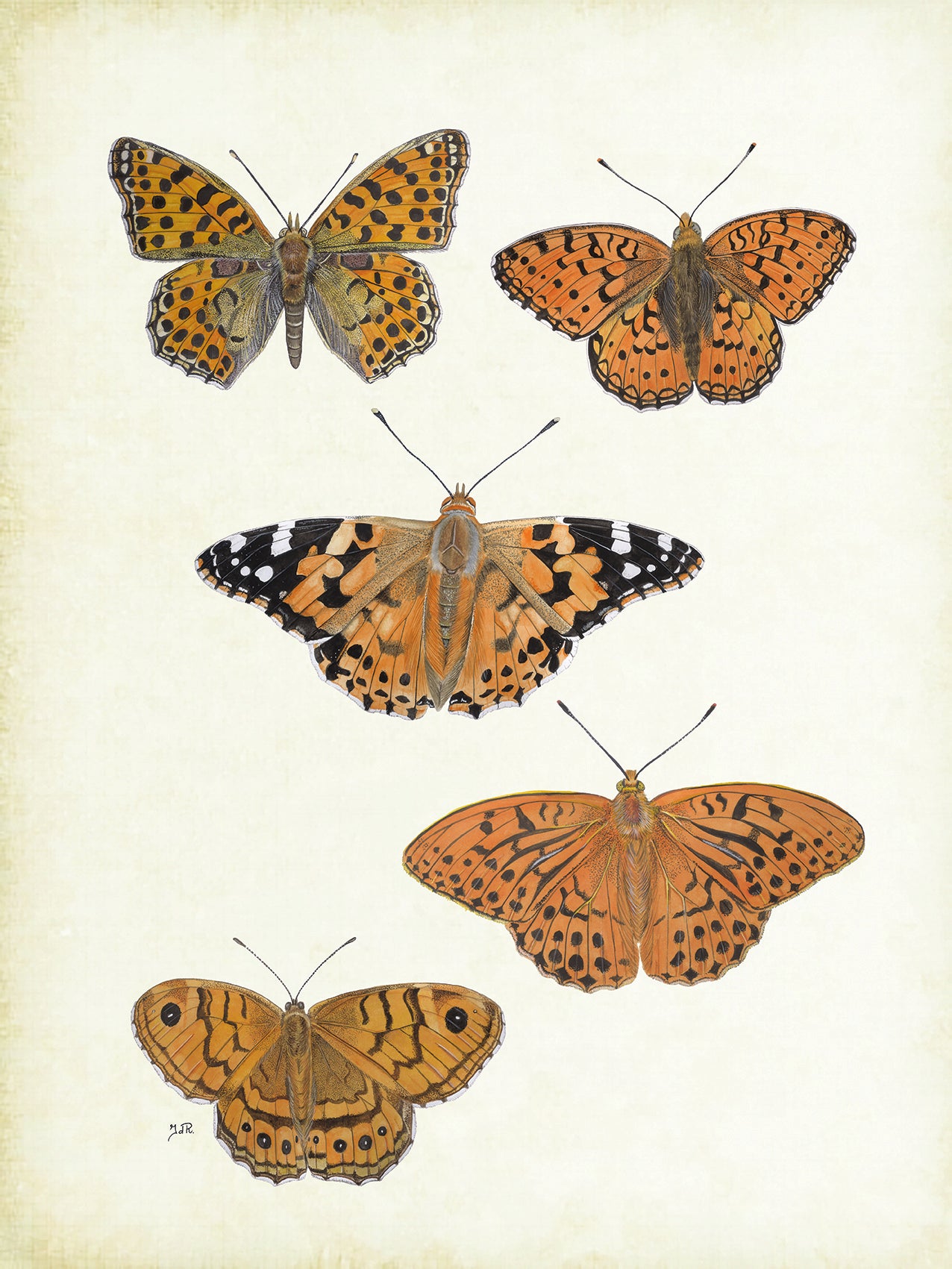 Tuinposter "Dagvlinders, distelvlinder"
