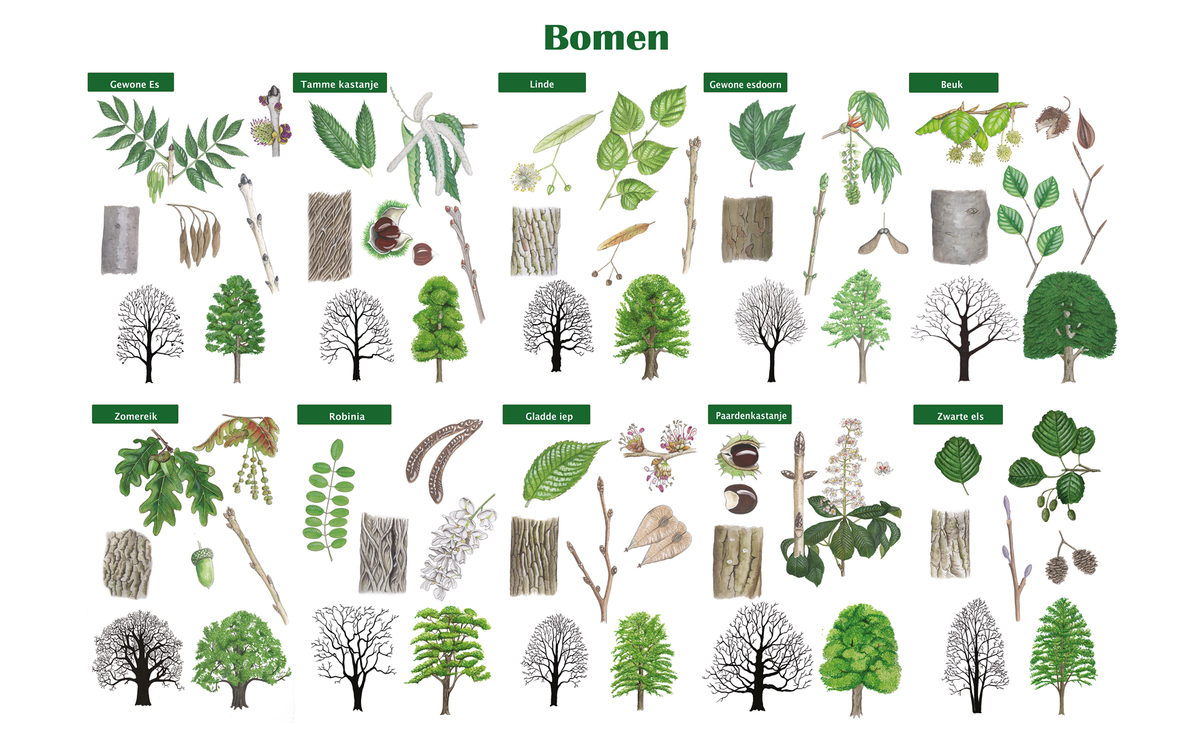 Schoolplaat "Bomen"