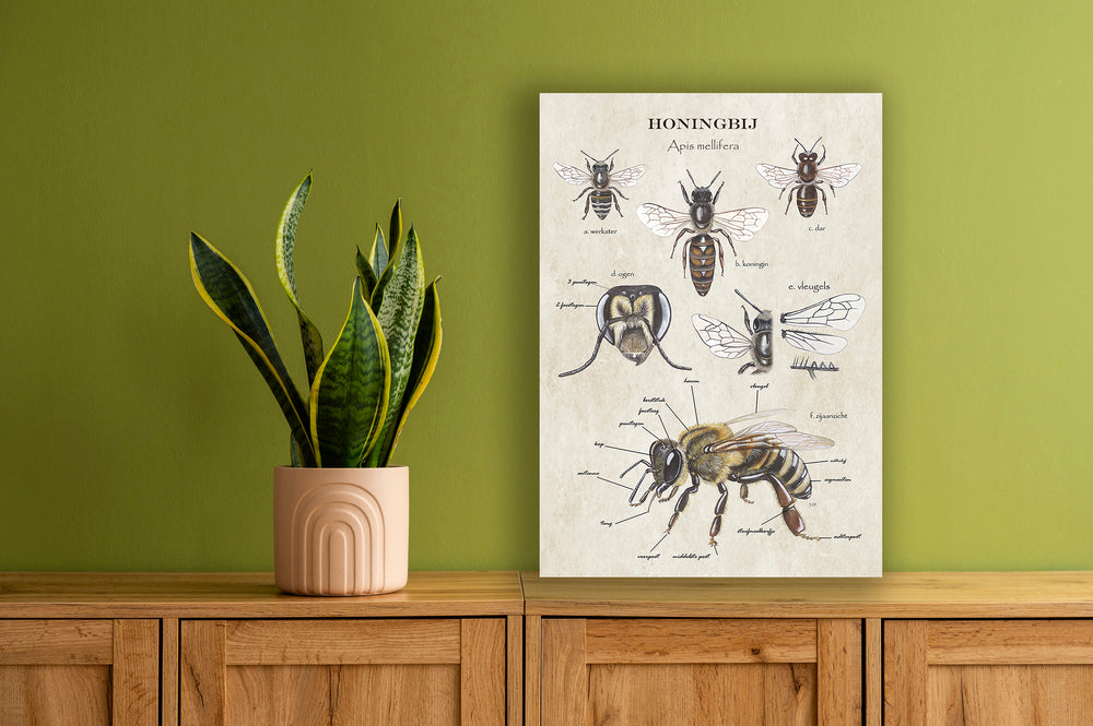 Wanddecoratie "Anatomie Honingbij"