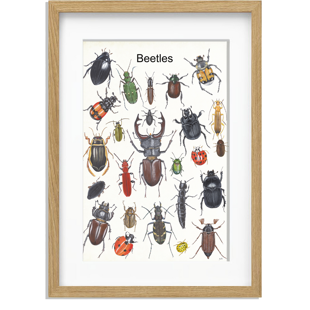 Ingelijst "Beetles"