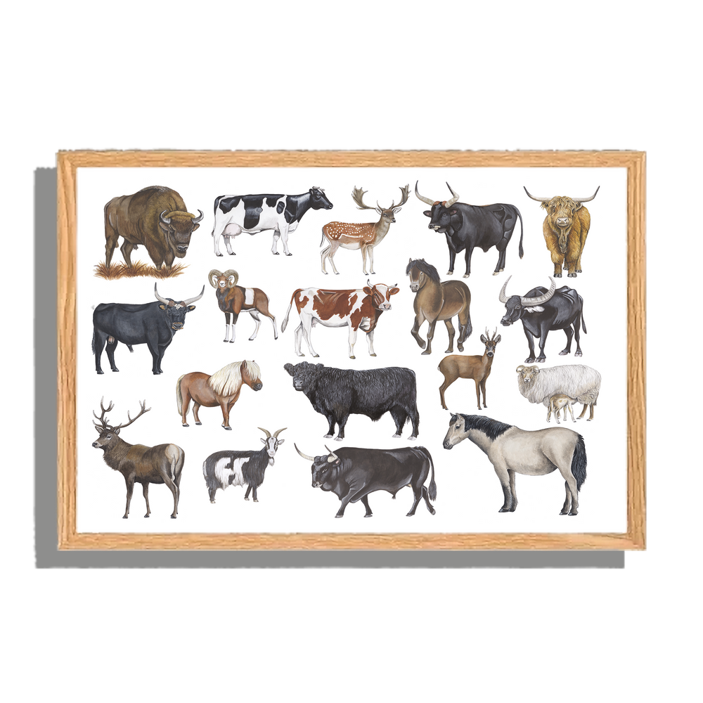 Ingelijst "Grote grazers"
