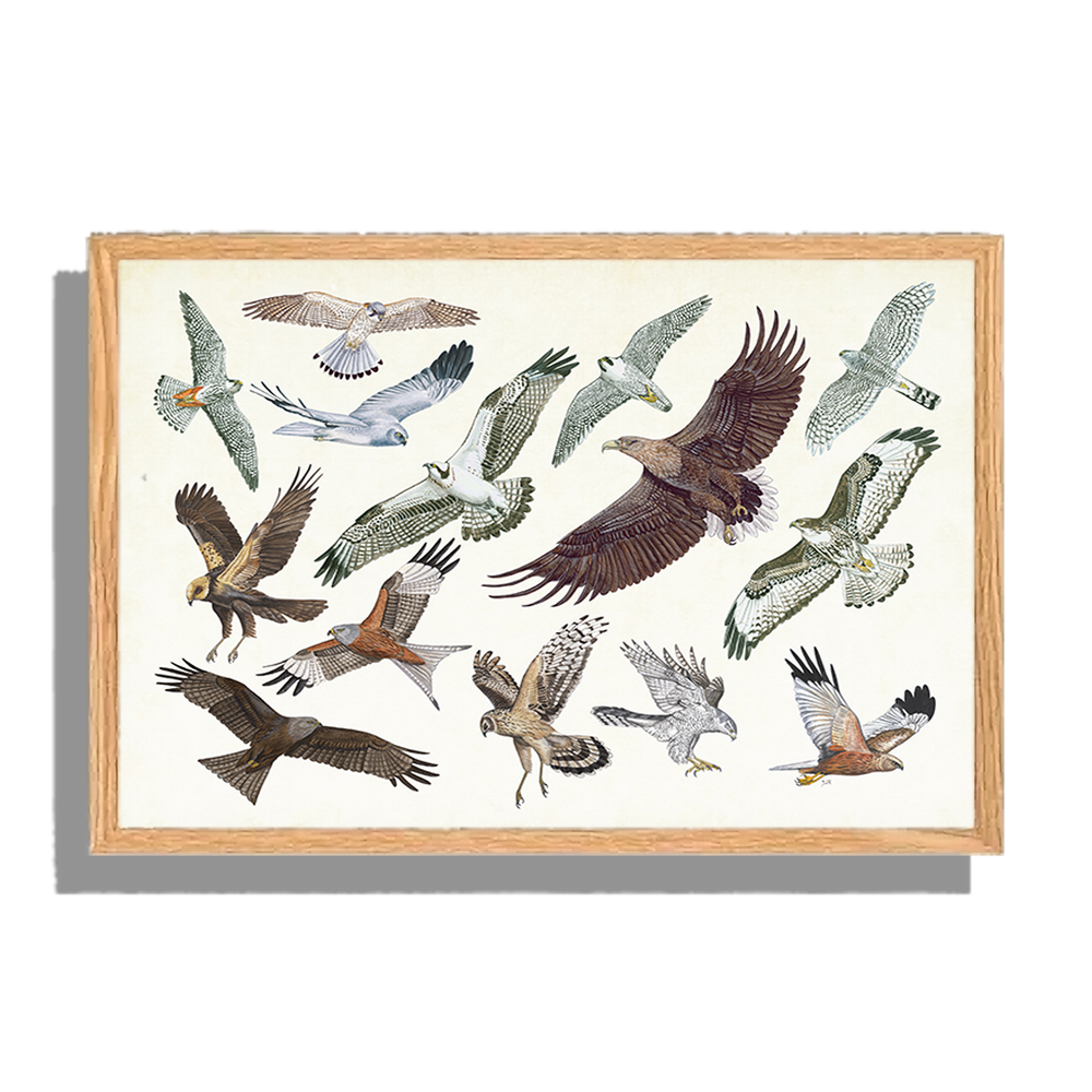Ingelijst "Roofvogels in vlucht"
