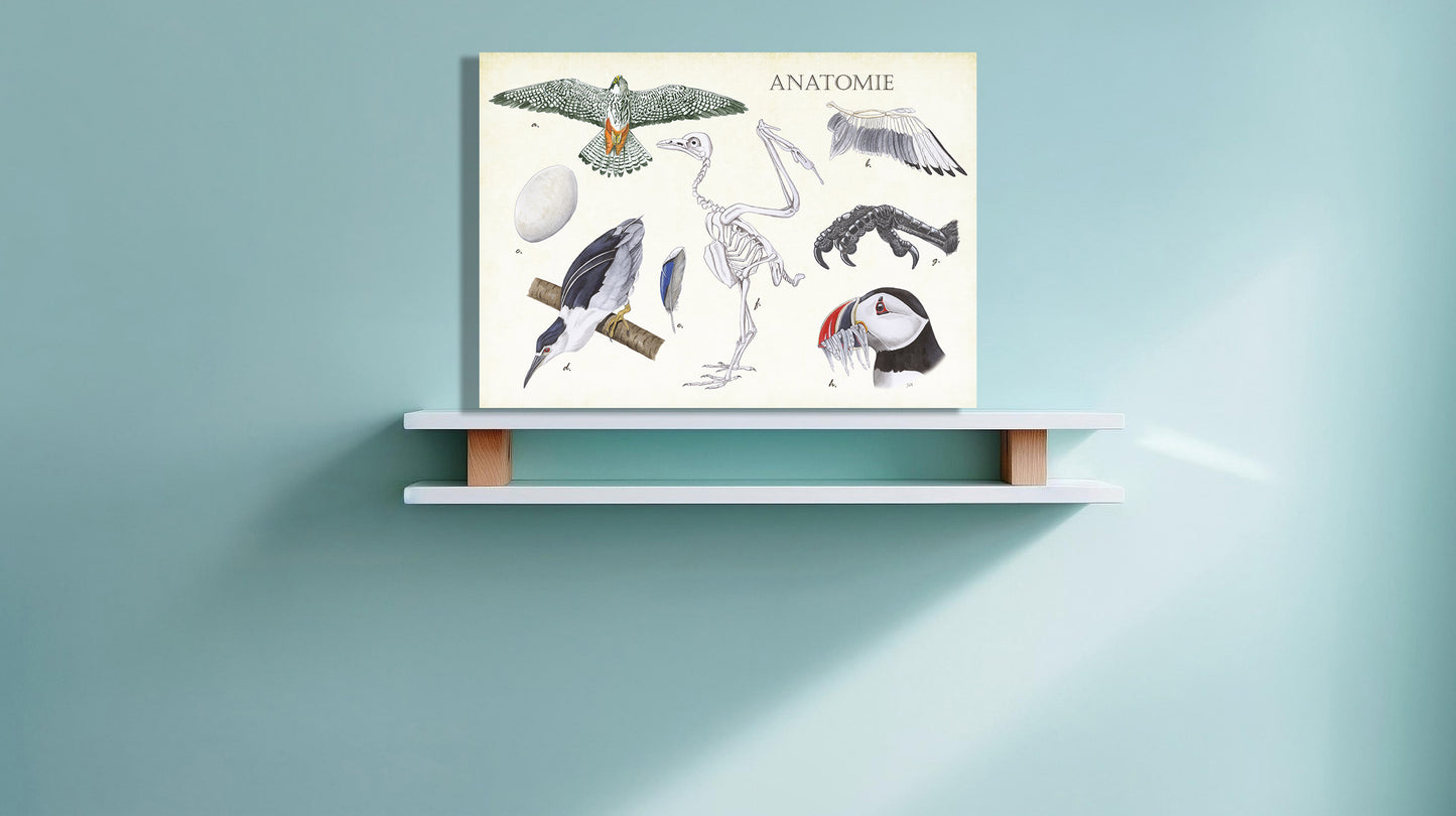 Wanddecoratie "Anatomie Birds"