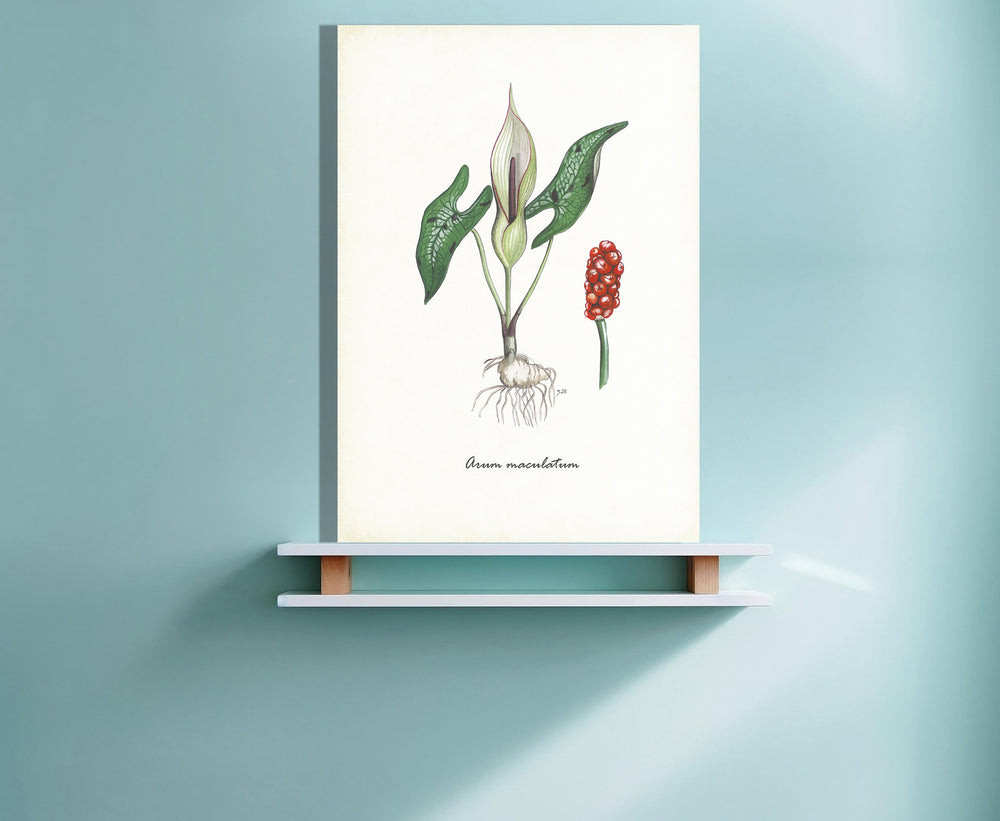 Wanddecoratie "Gevlekte aronskelk"