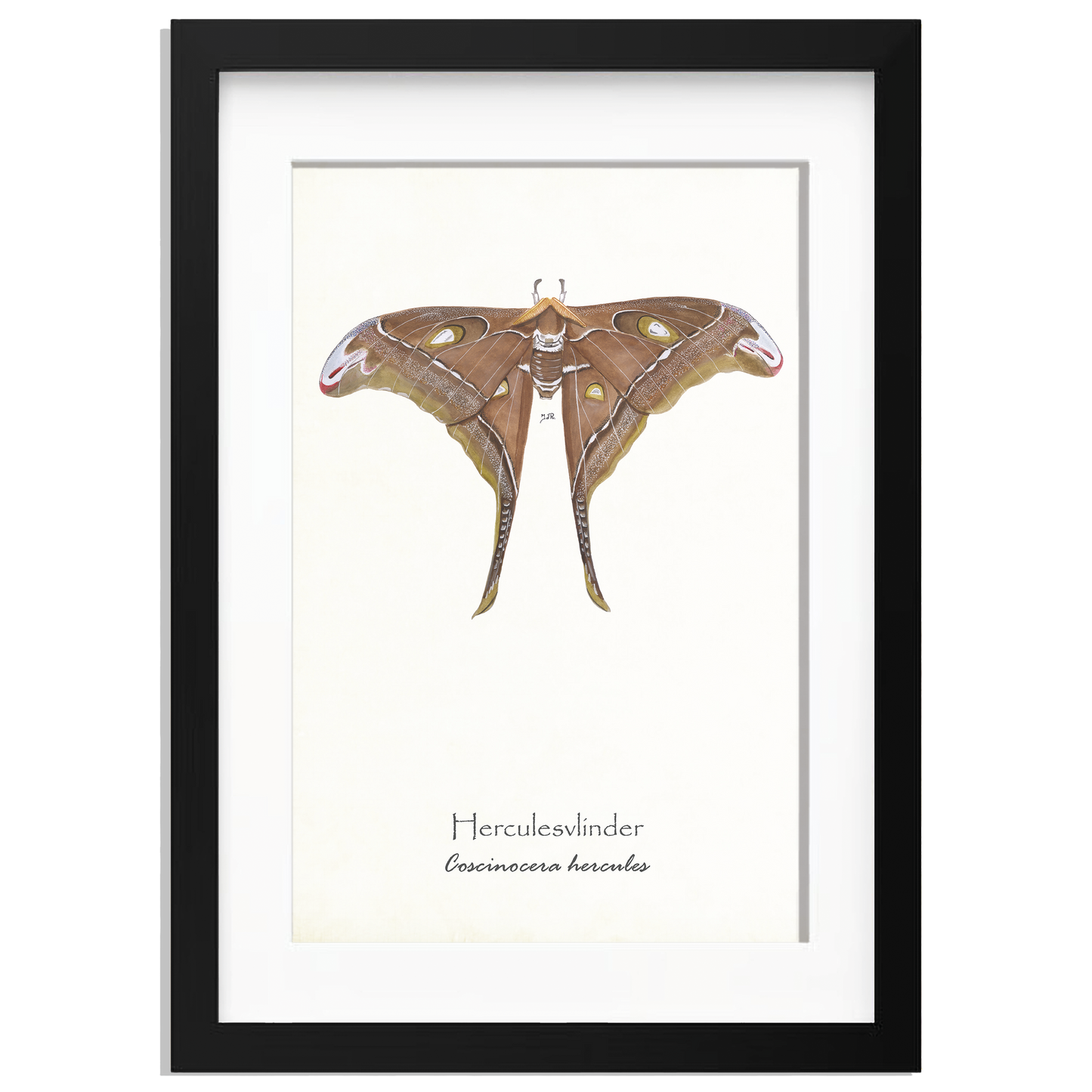 Wanddecoratie "Herculesvlinder"