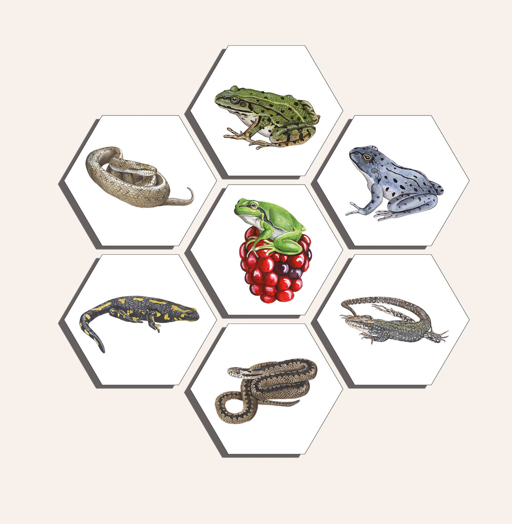 Collage "Amfibieën en Reptielen"