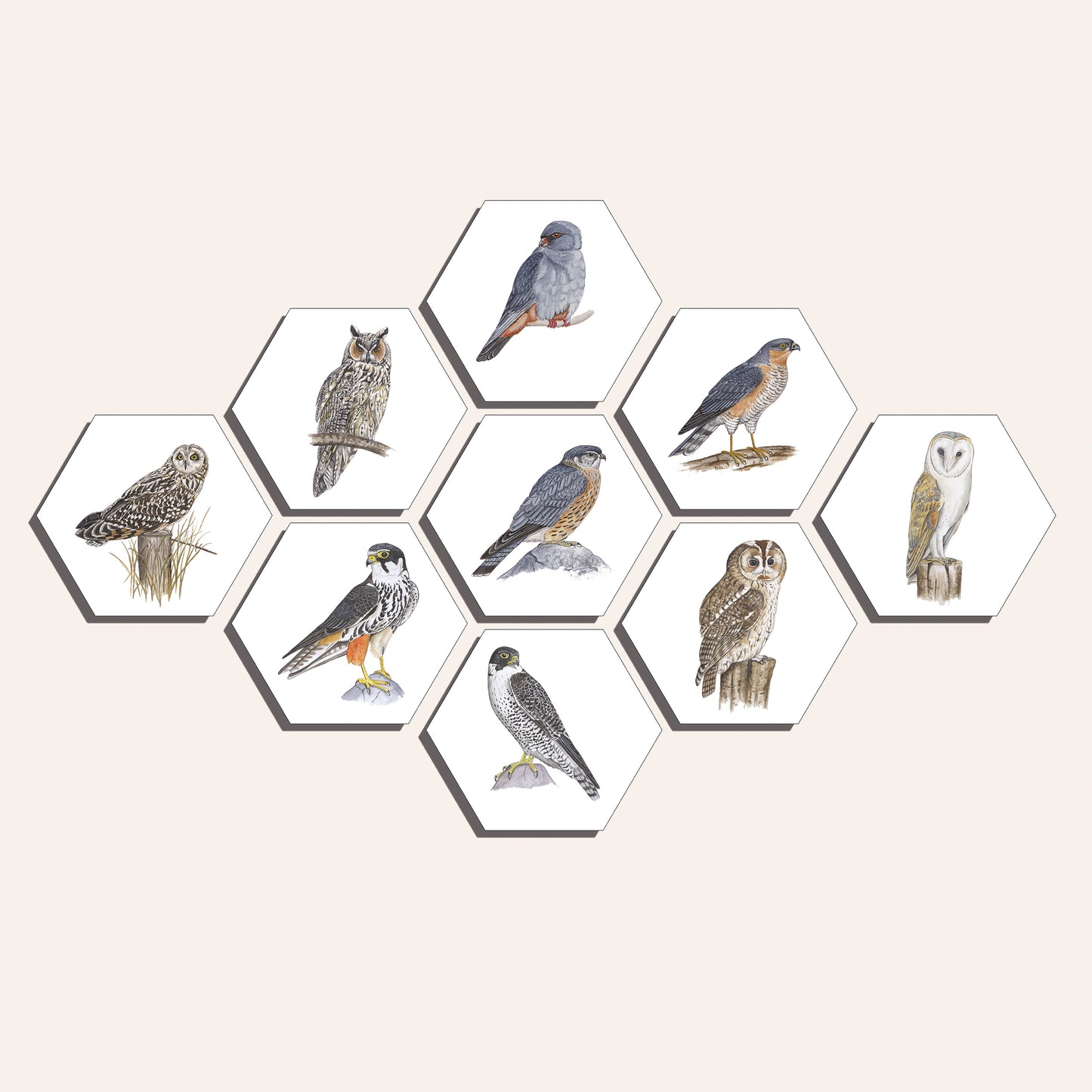 Collage "Roofvogels en uilen"