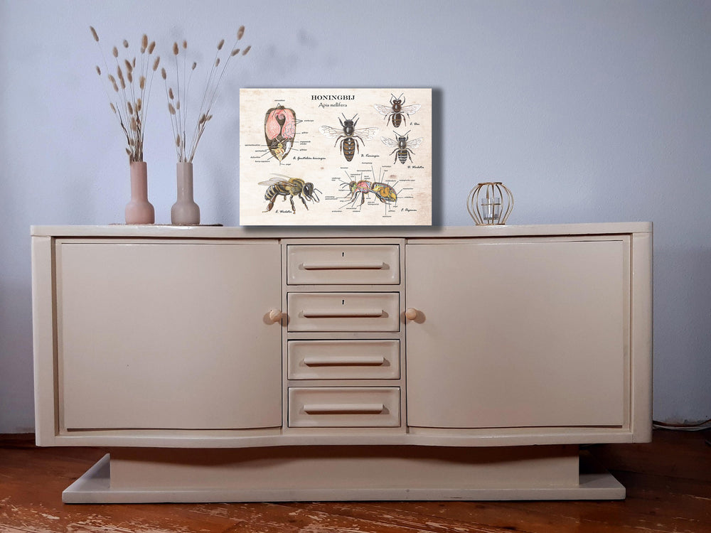 Wanddecoratie "Honingbij - Anatomie van de koningin"