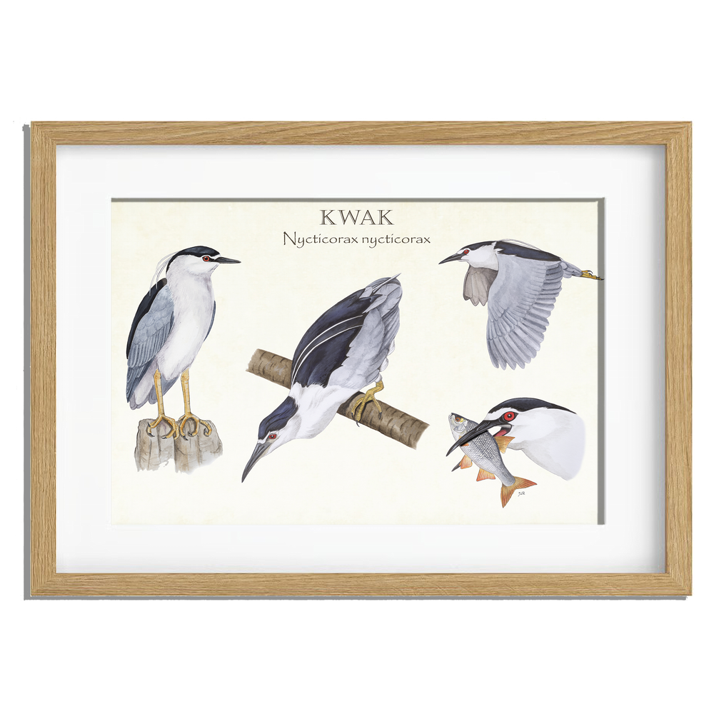 Ingelijst "Kwak, het leven van"
