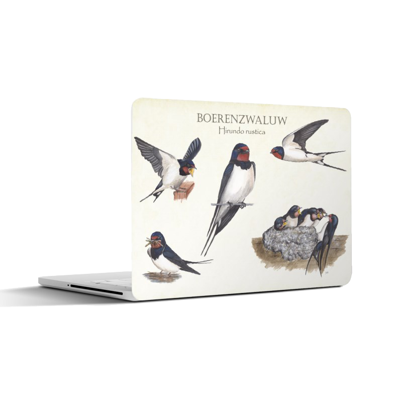 Laptopsticker "Boerenzwaluw, het leven van"