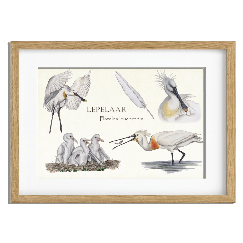 Ingelijst "Lepelaar, het leven van"