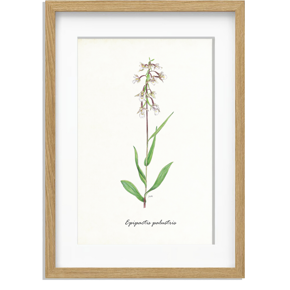Ingelijst "Moeraswespenorchis"