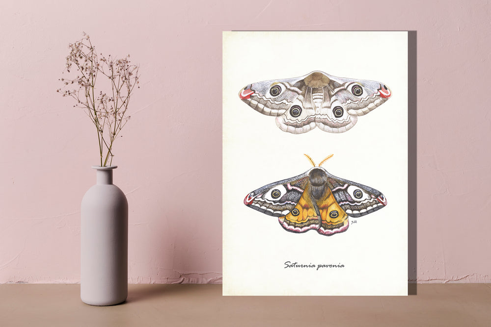 Wanddecoratie "Nachtpauwogen"