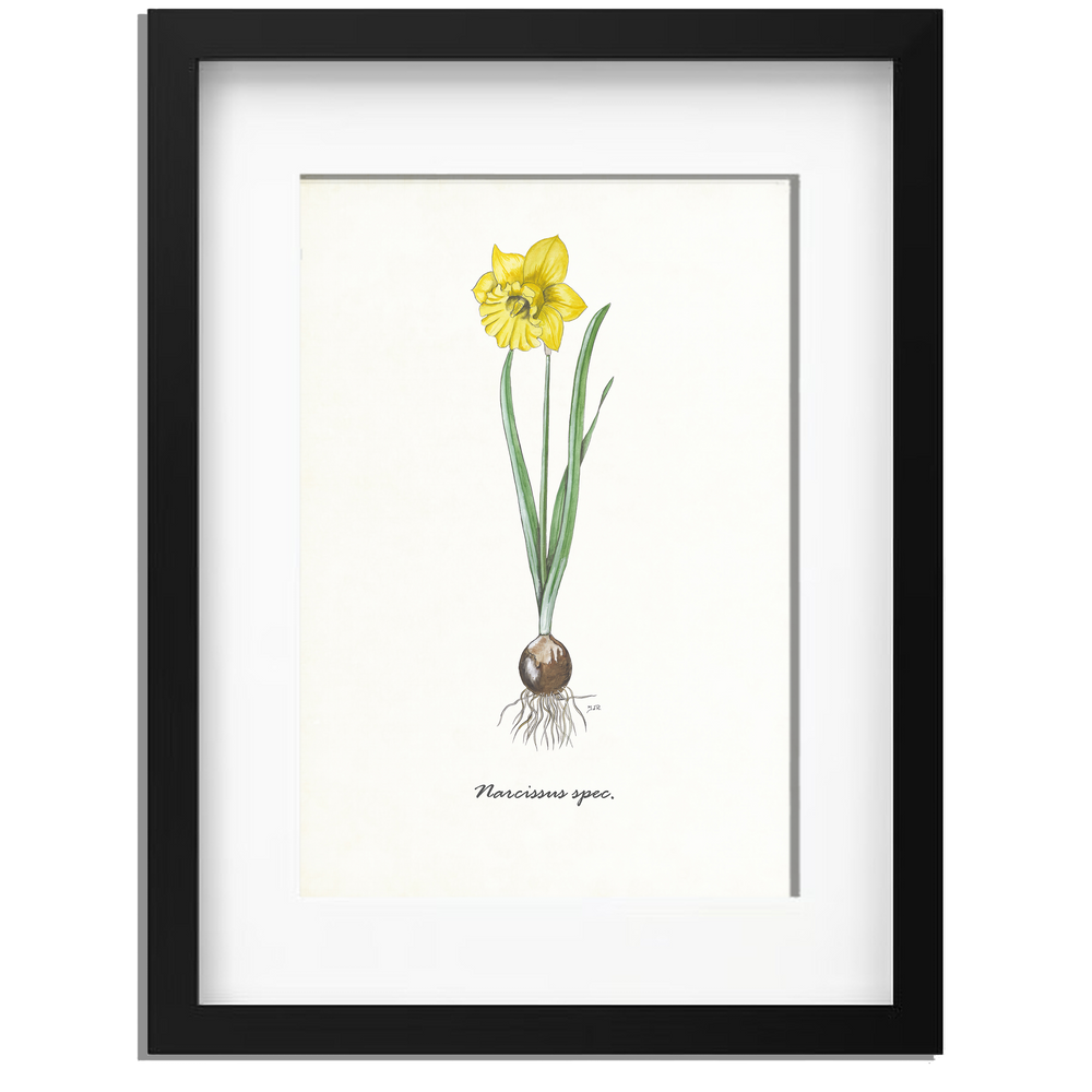 Ingelijst "Narcis"