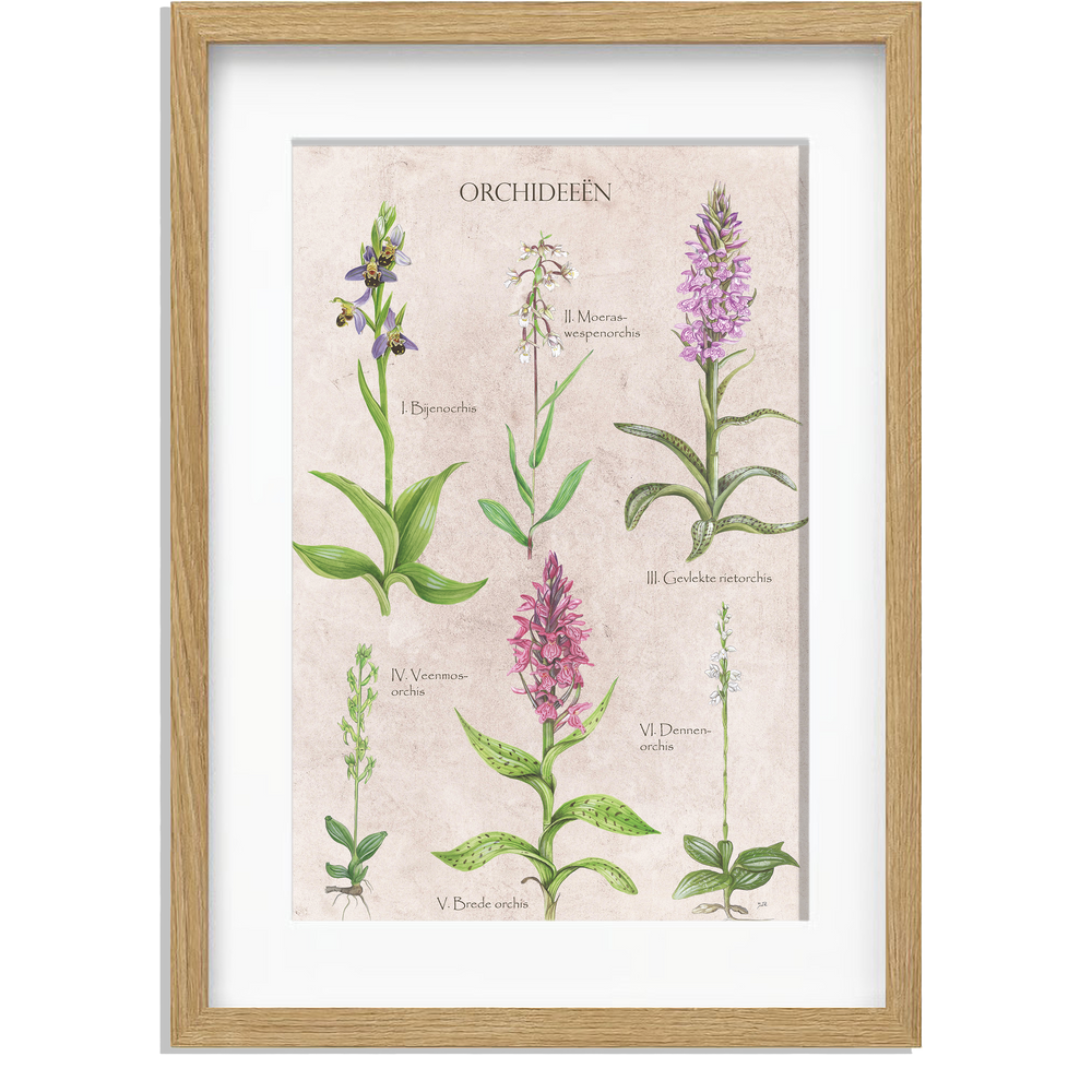 Ingelijst "Orchideeën"