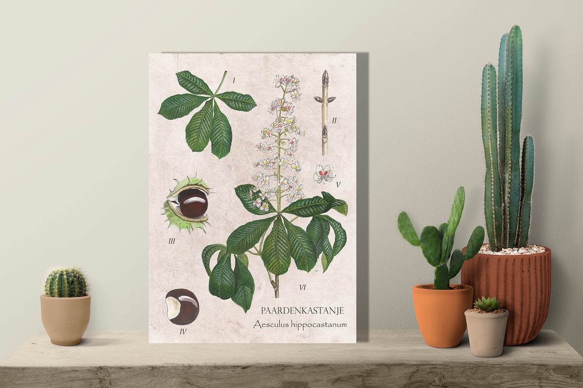 Wanddecoratie "Paardenkastanje, het leven van"