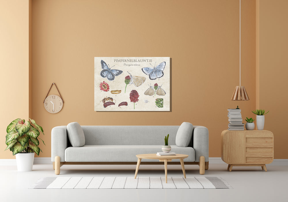 Wanddecoratie "Pimpernelblauwtje, het leven van"