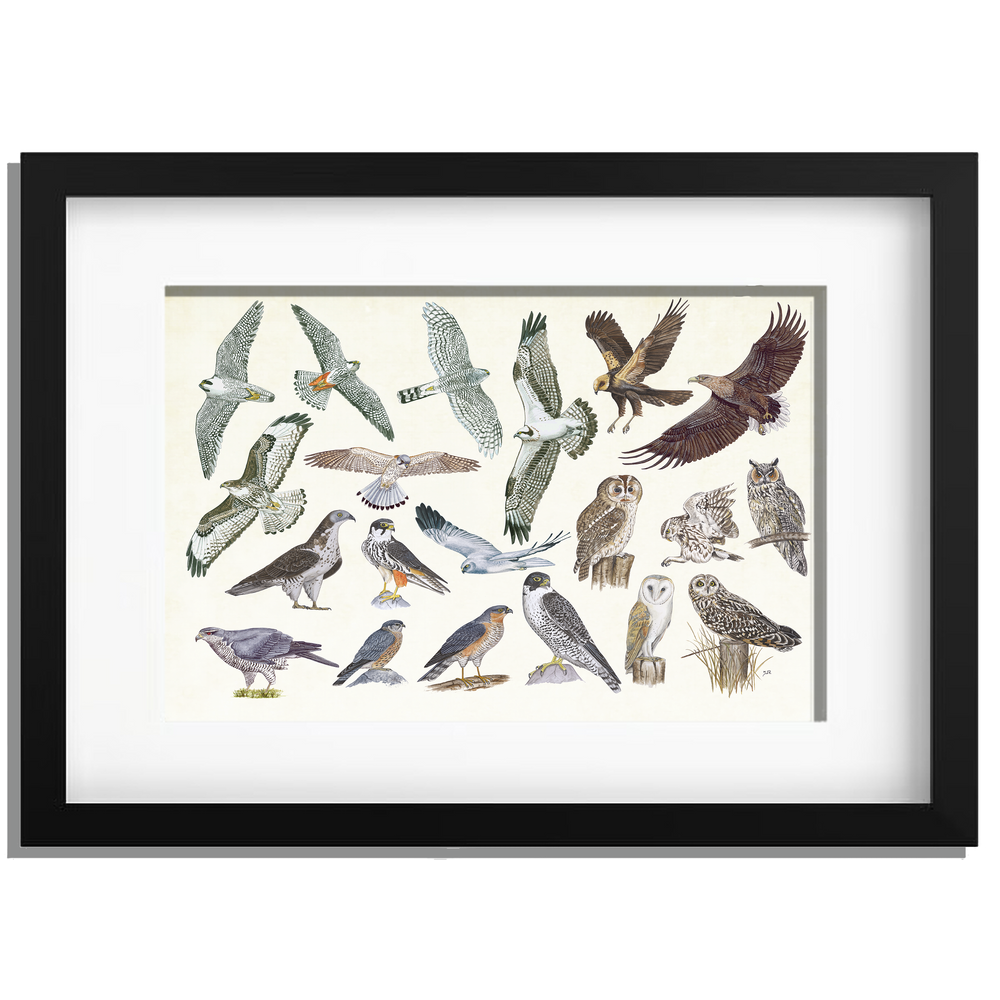 Ingelijst "Roofvogels en uilen"