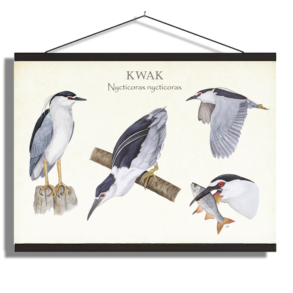 Schoolplaat "Kwak, het leven van"