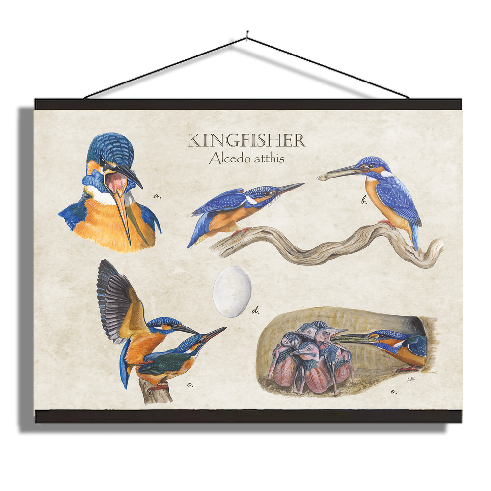 Schoolplaat "Kingfisher"
