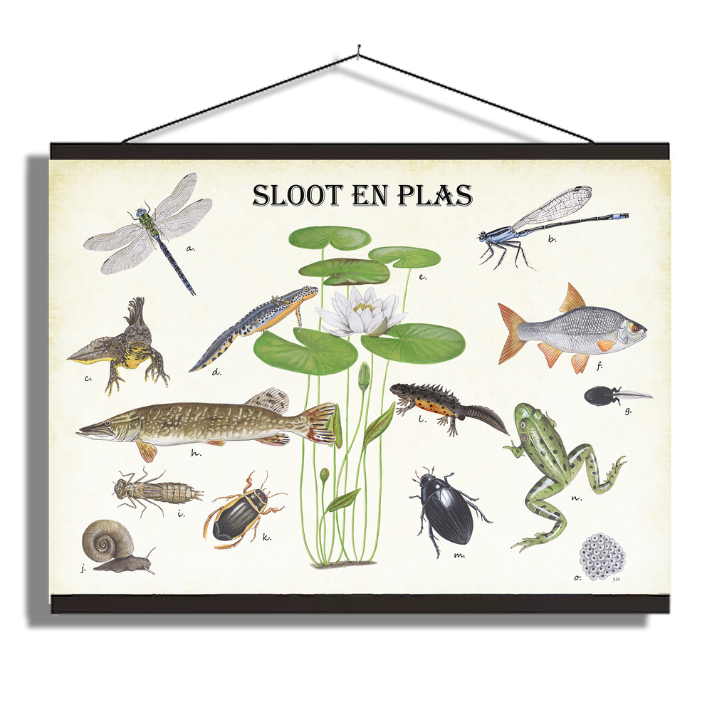 Schoolplaat "Sloot en plas"