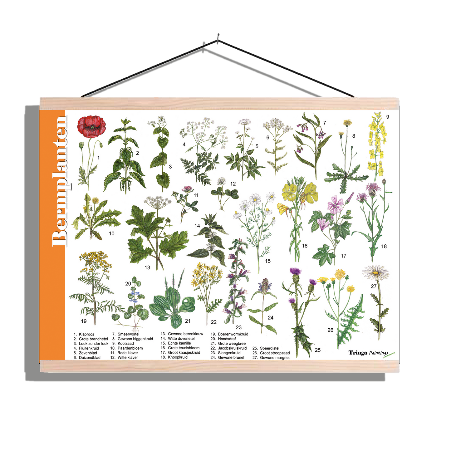 Herkenningsposter "Bermplanten"