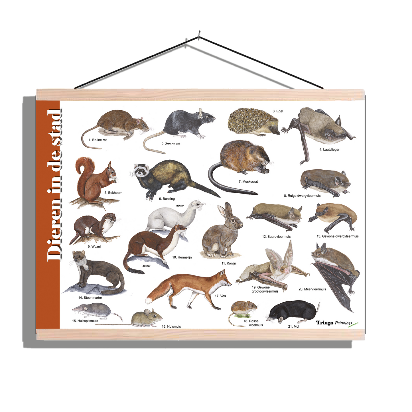 Herkenningsposter "Dieren in de stad"