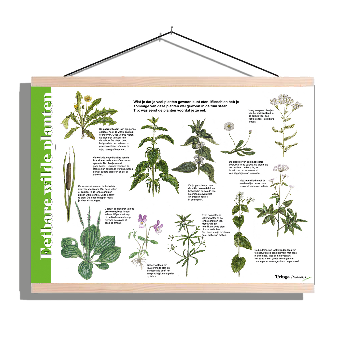 Herkenningsposter "Eetbare wilde planten 1"