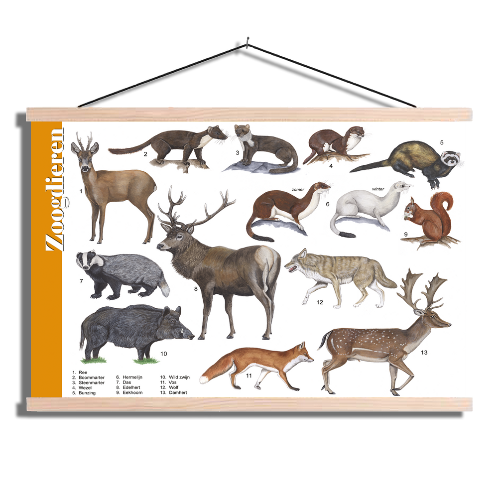 Herkenningsposter "Grote zoogdieren"
