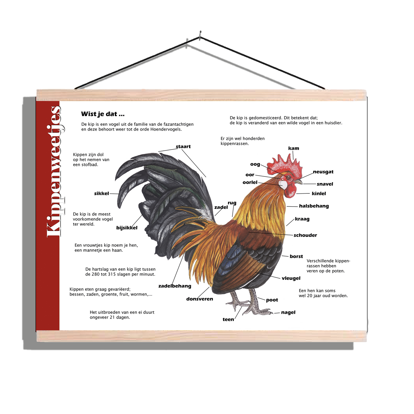 Herkenningsposter "Kippen - Anatomie"