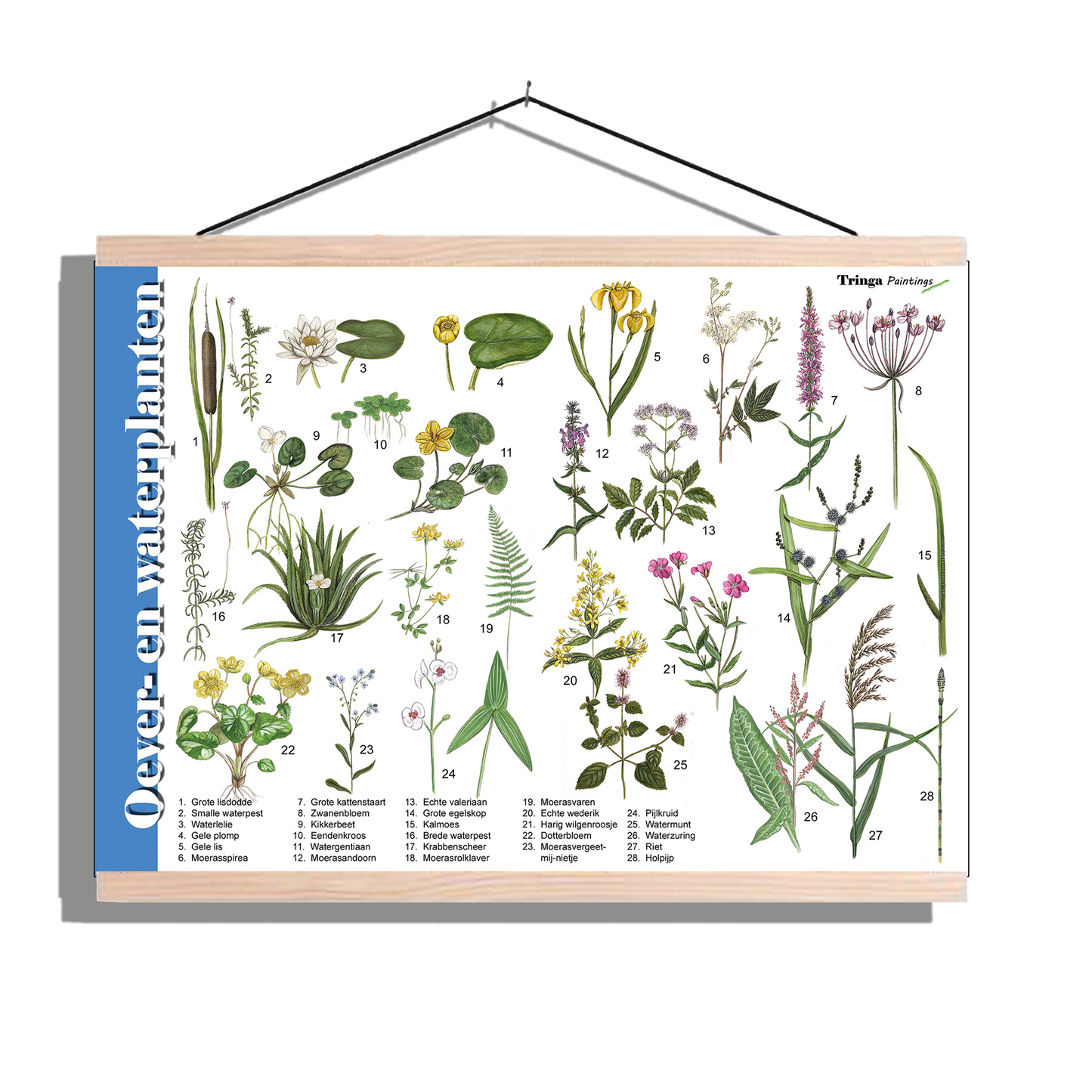 Herkenningsposter "Oever- en Waterplanten"