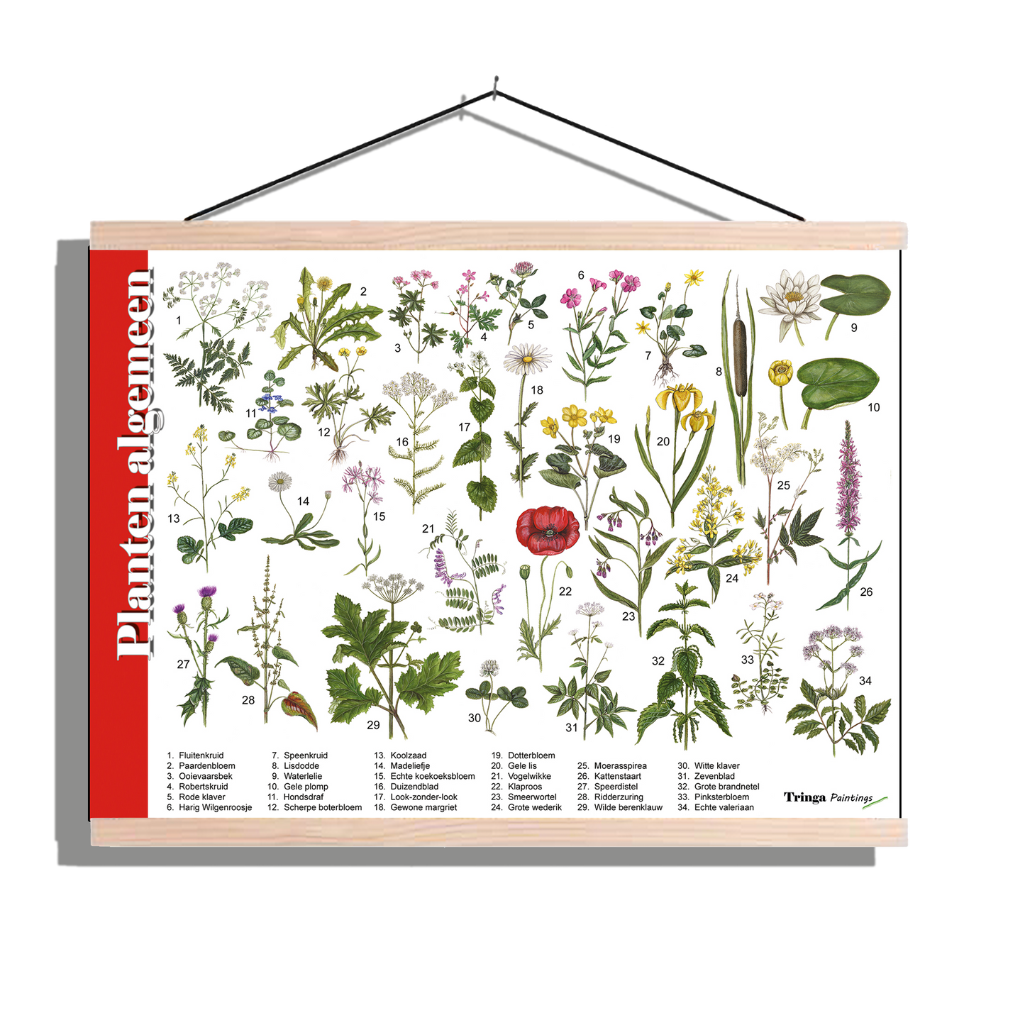 Herkenningsposter "Planten algemeen"