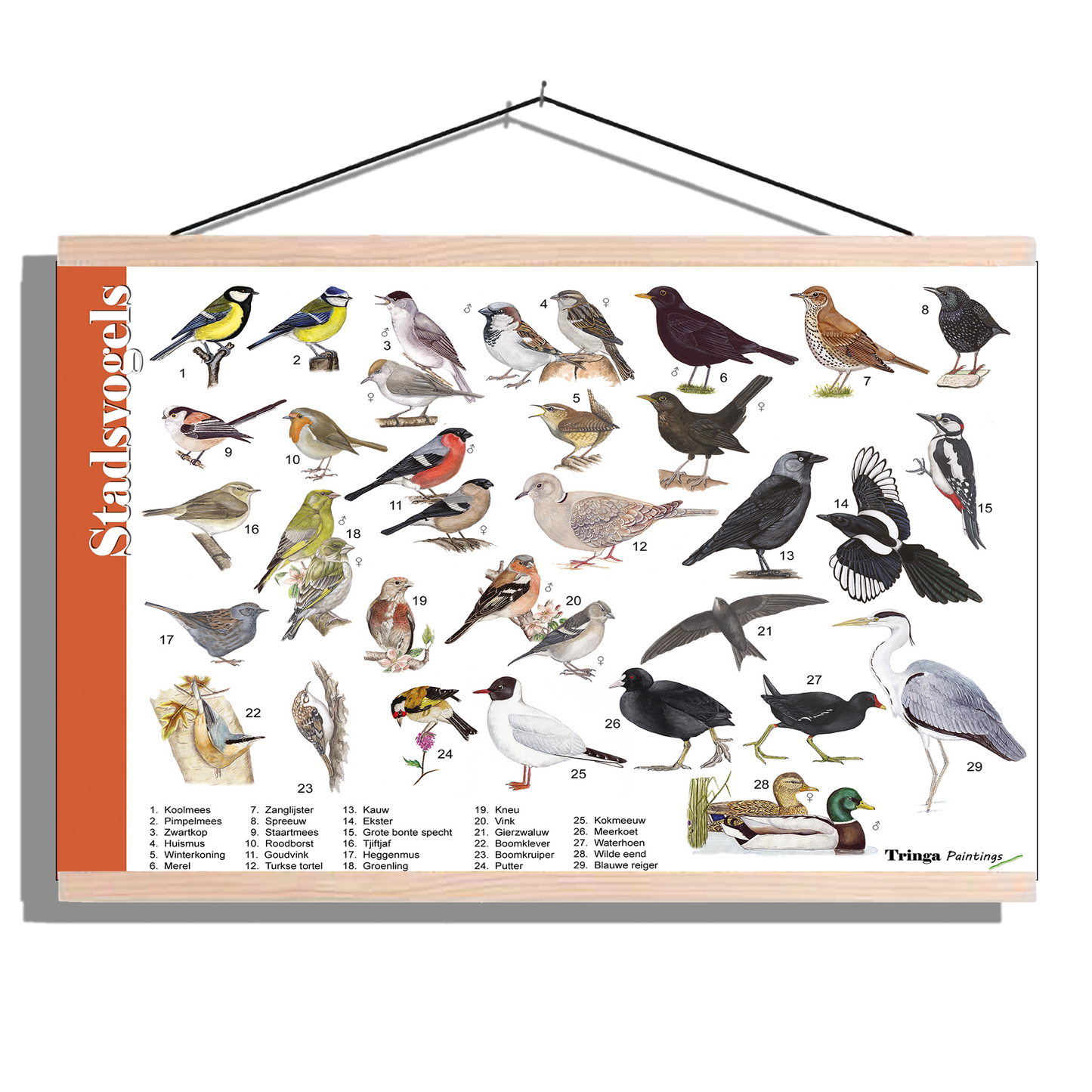 Herkenningsposter "Stadsvogels"